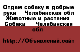 Отдам собаку в добрые руки. - Челябинская обл. Животные и растения » Собаки   . Челябинская обл.